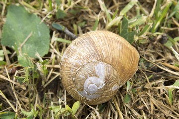Close-up of a snail house after a lot of rain