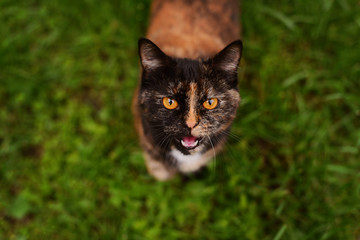 cat with yellow eyes on grass meows portrait