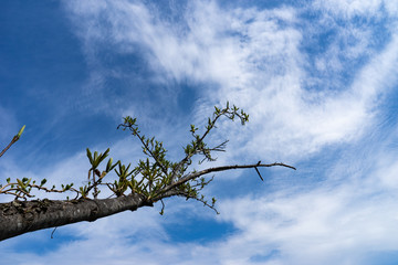 春の空