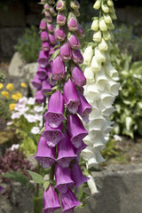 Foxglove