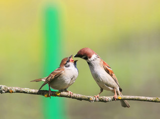 bird Sparrow feeds his little funny hungry chick with a wide open beak on a branch in the summer garden