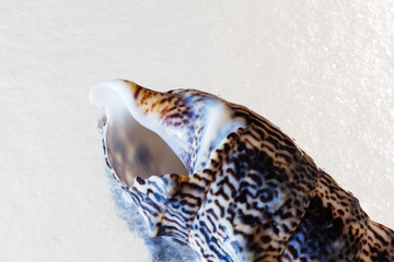 Sea shells collection