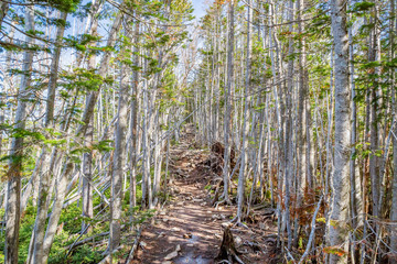 新緑の登山道