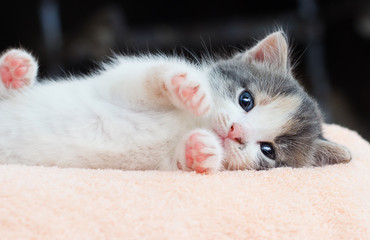 small kitten conveniently lies and looks at the camera
