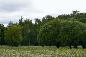 Obraz premium Calm quiet place in the forest. Ideas for a relaxing summer. Health and relaxation in the open air