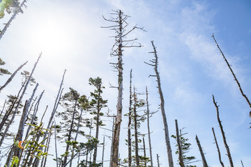 立ち枯れの木と青空
