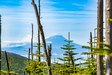 Obraz premium 新緑と富士山