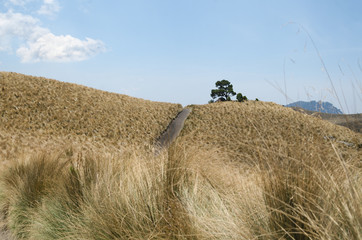 Single pine tree in dry yellow grassland under cloudy blue sky