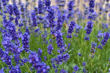 Tenderness of lavender fields. Lavenders background. Soft focus. Bee on lavender