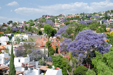 Blooming Jacaranda trees and residential neighborhood in San Miguel de Allende