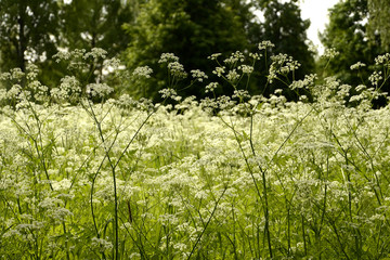 Calm quiet place in the forest. Ideas for a relaxing summer. Health and relaxation in the open air