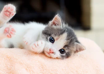 Photo sur Plexiglas Chat small kitten conveniently lies and looks at the camera