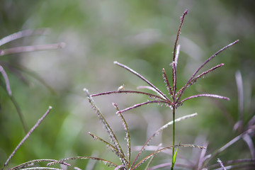Insecto posando en la planta