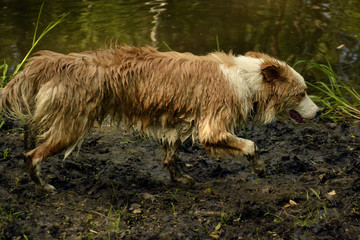 Border Collie. Young active dog for a walk. Games in the mud near the pond.
