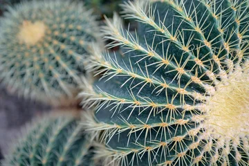  Close up of green cactus plant. © luengo_ua