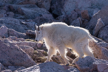 Mountain Goats in the Colorado Rocky Mountains