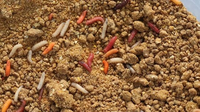 Colored Alive Fishing Worms In The Box, Close Up View
