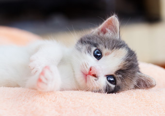 little kitten lies comfortably on a fluffy blanket