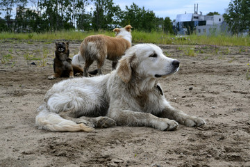 A bored dog. Health and activity of the pet. Education of a vigorous dog