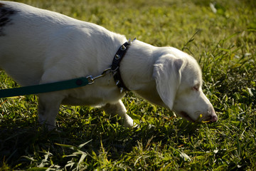 Double marble dachshund.. Young obedient dog. Training dogs in the open air.