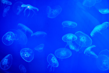 Saltwater aquarium filled with jellyfish with blue backlighting.