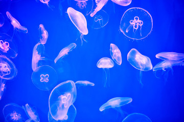 lot of jellyfish in marine aquarium with blue color lighting.