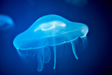 Fototapeta premium Ocean jellyfish with blue illumination in a marine aquarium.