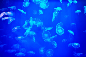 Fototapeta na wymiar Moon jellyfish in saltwater aquarium with blue backlight.