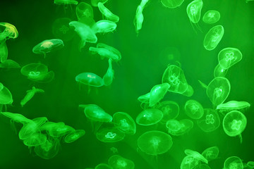 lot of transparent jellyfish in saltwater aquarium with green backlighting.