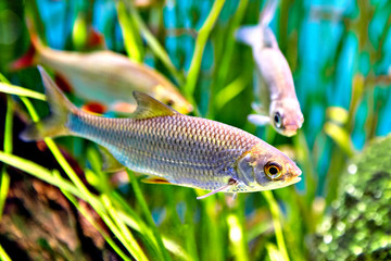 Common Rudd fish or Scardinius erythrophthalmus under water.