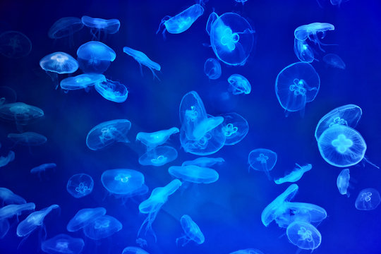 Aurelia aurita in blue light, Jellyfish background.