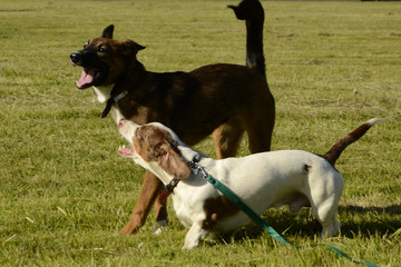 Dogs play with each other. Merry fuss puppies. Aggressive dog. Training of dogs