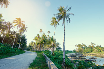 Naklejka premium Empty road with coconut palm trees.
