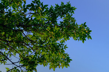 Tree branches against the background of a clean summer sky in clear weather.