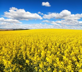 Obraz premium field of flowering rapeseed canola or colza