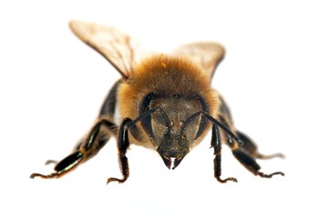 bee or honeybee in Latin Apis Mellifera