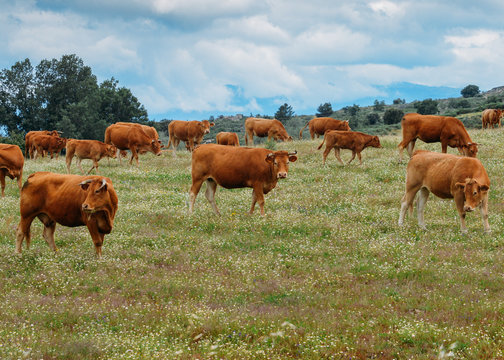 Barrosa cow as a part of a herd of barrosa cows in Northeastern Portugal, Europe