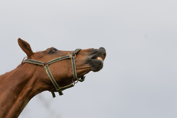 Stute mit grünem Halfter flemt © mavcon