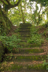escaleras ascendentes entre la vegetación