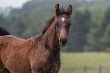 Portrait eines braunen Fohlens im Fellwechsel