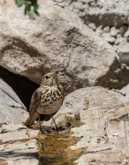 Hermit thrush at water in log, Capulin Spring in Sandia Mountains, New Mexico