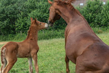 junges Fohlen k&uuml;sst besorgt aufstehende Mutter auf der Wiese