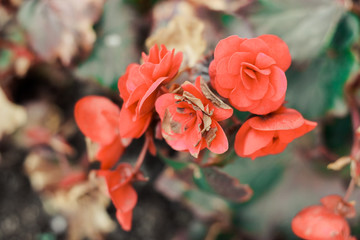 Beautiful blooming red garden roses with withering leaves. Closeup of tender flowers on blurred senescent grass background