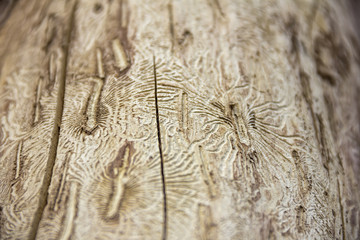 An old tree trunk without bark gnawed through by wood worms with worm traces, background