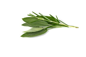 Obraz premium sage isolated on white background.