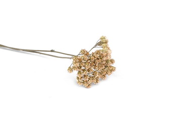 dried flowers of common yarrow isolated on white. © Sanja