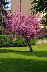 San Donato Milanese - Primavera