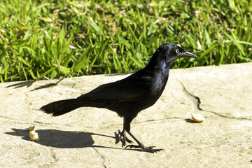 Greater Antillean grackle (Quiscalus niger) - Varadero, Cuba