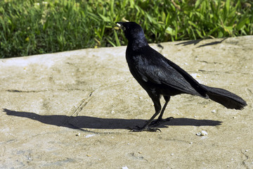Greater Antillean grackle (Quiscalus niger) - Varadero, Cuba