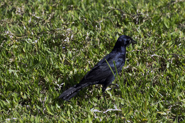 Greater Antillean grackle (Quiscalus niger) - Varadero, Cuba